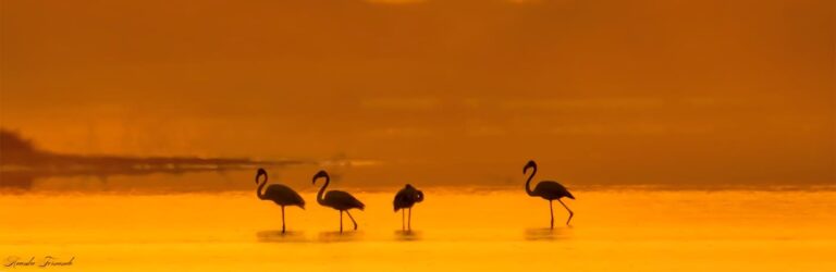 Mannar- Vankalai Bird sanctuary