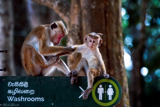 WIlpattu National park