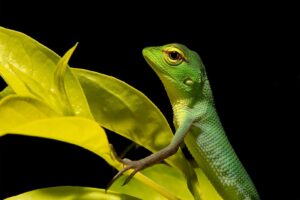 Green Forest Lizard