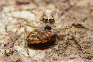 Portia Jumping Spider