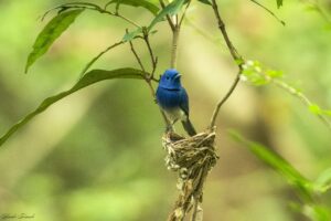 Black Naped Monarch