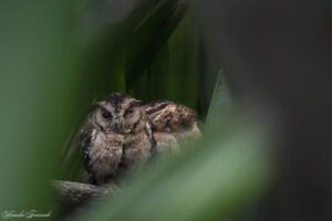 Collared Scops Owls