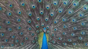 Male Peacock