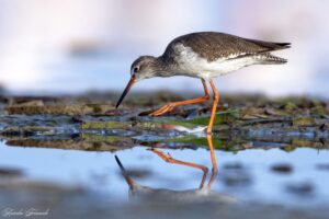 Common Redshank
