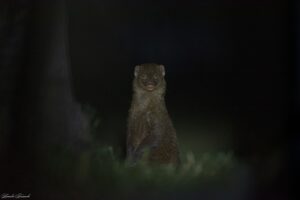 Ruddy Mongoose