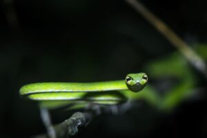 Green Vine Snake