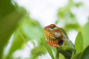 Common Green Forest Lizard