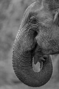 Elephant-3
