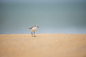 Hanuman Plover