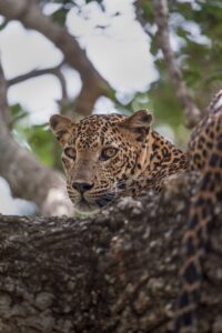 Leopard-1