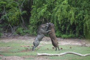 Wild Boars