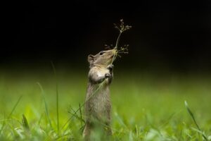 Squirrel-1