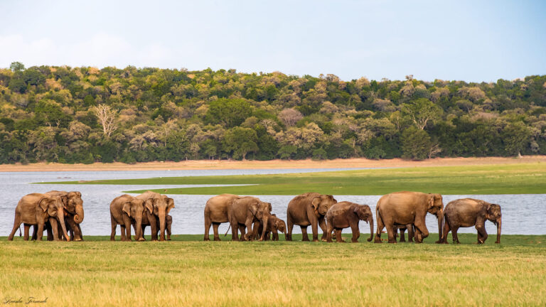 Minneriya National park