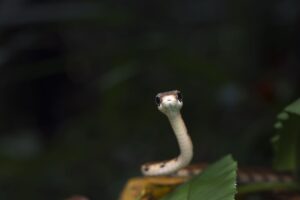 Juvenile Snake