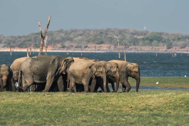 Kaudulla National park