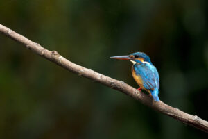Common Kingfisher