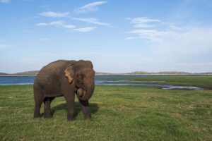 Elephant-1