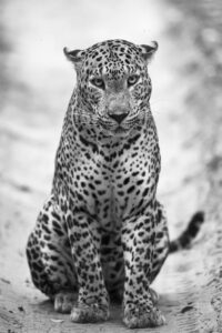 Sri Lankan leopard-1