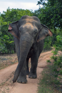Elephant-2