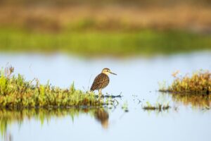 Wood Sandpiper