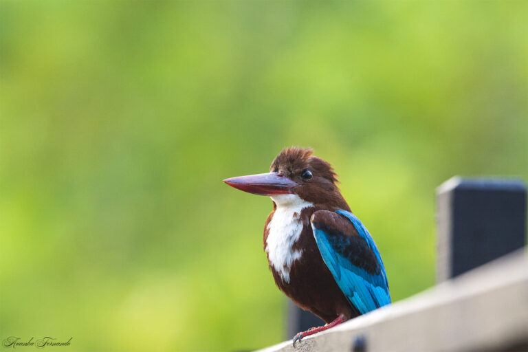 Diyasaru Wetland park