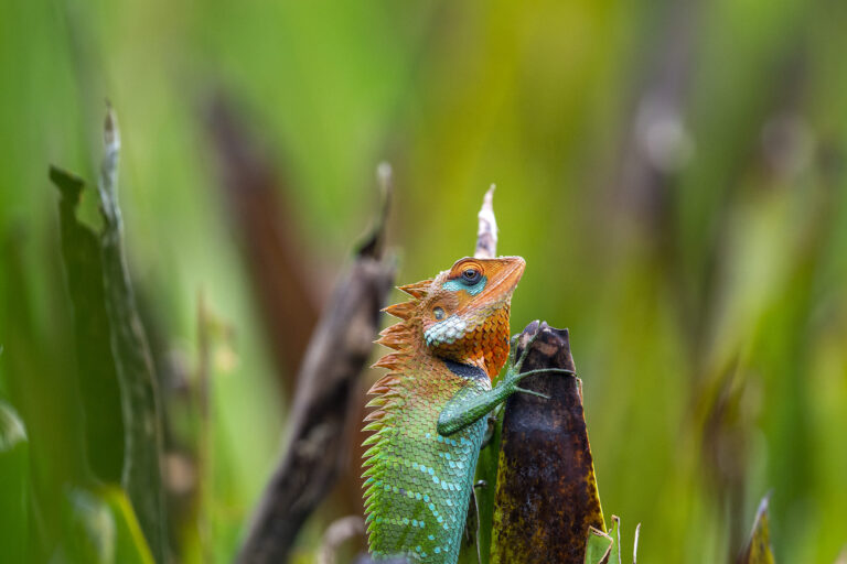 Beddagana wetland park