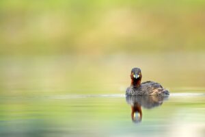 Little Grebe