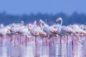 Greater Flamingos