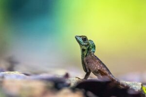 Sri Lankan Kangaroo Lizard
