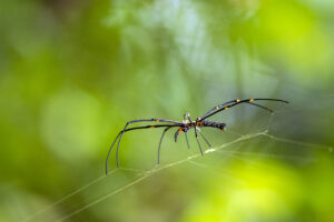 Giant Golden Orb Weaver