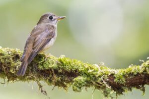 Brown-breasted Flycatcher
