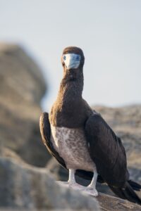 Brown Booby