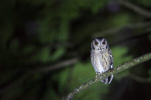 Collared Scops-Owl