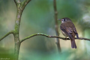 Brown-breasted Flycatcher