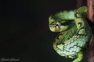 Sri Lankan Green Pit Viper