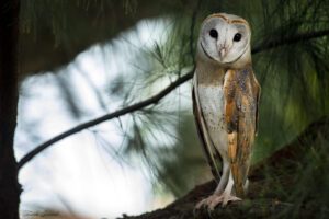 Barn Owl