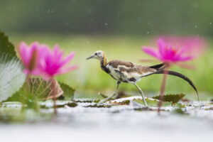 Pheasant-tailed Jacana