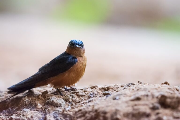 Bundala National park
