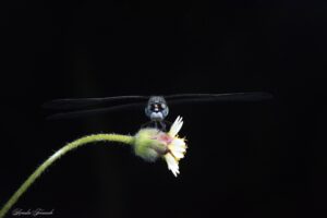Dragon Fly