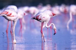 Flamingos-2