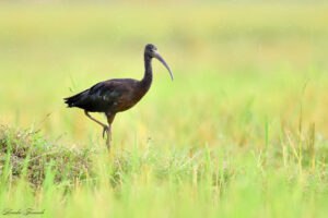 Glossy Ibis