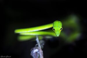 Green Vine Snake