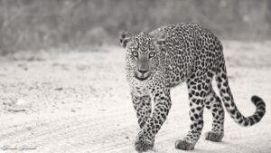 Sri Lankan leopard-2