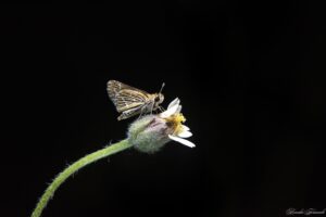 Common Grass Dart