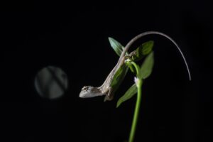 Oriental garden lizard