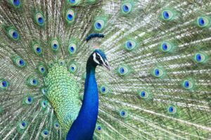 Male Peacock-2