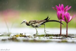 Pheasant-tailed Jacana