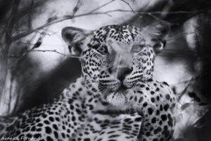 Sri Lankan leopard-3