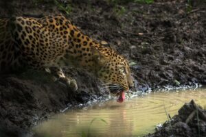 Leopard-3