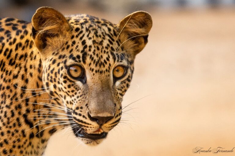 Yala Nationa park